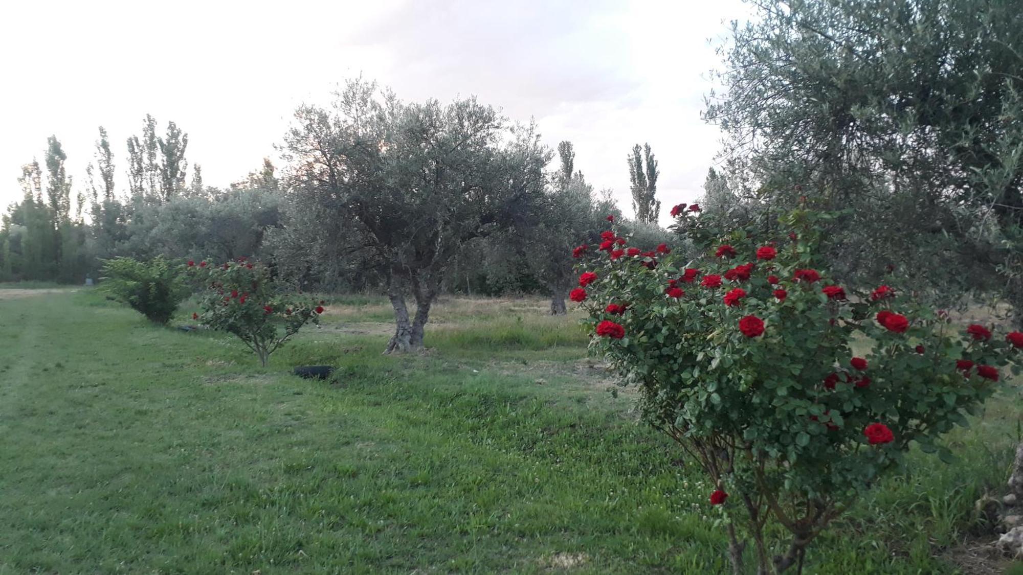 Casa De Campo Las Olivas San Rafael  Kültér fotó